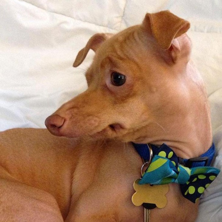 perro raza Chiweeni  usando corbata mariposa