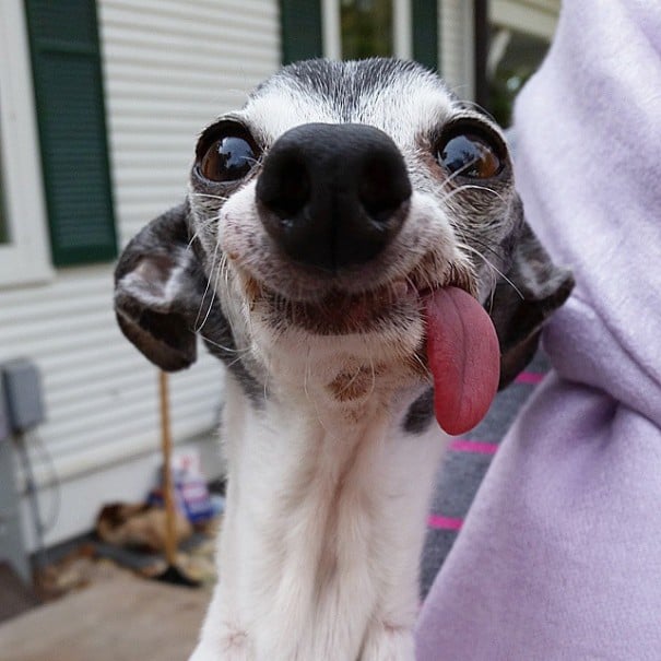 perro galgo con la lengua afuera