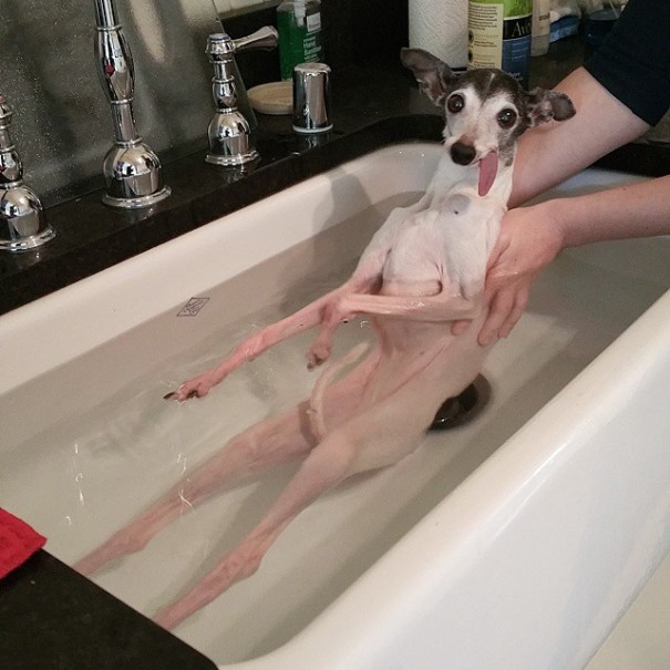 perro galgo con la lengua afuera en la ducha