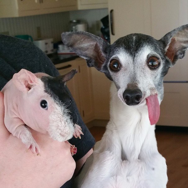 perro galgo con la lengua afuera con hamster