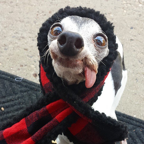 perro galgo con la lengua afuera con bufanda