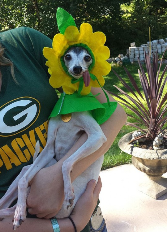 perro galgo con la lengua afuera vestido de margarita