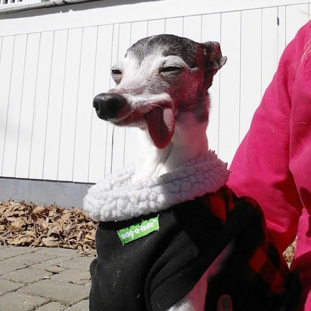 perro galgo con la lengua afuera con un buso