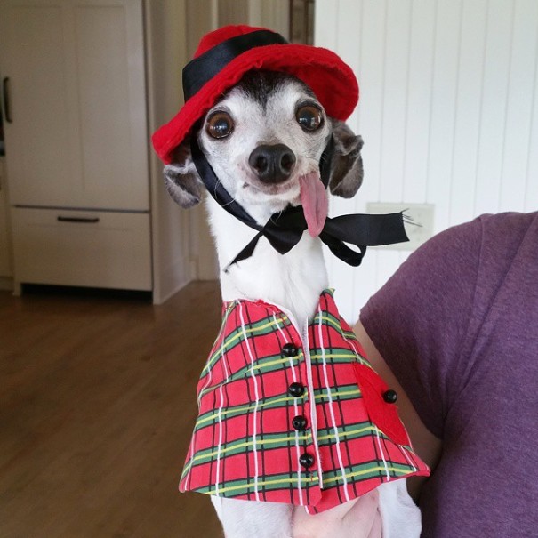 perro vestido con  traje rojo