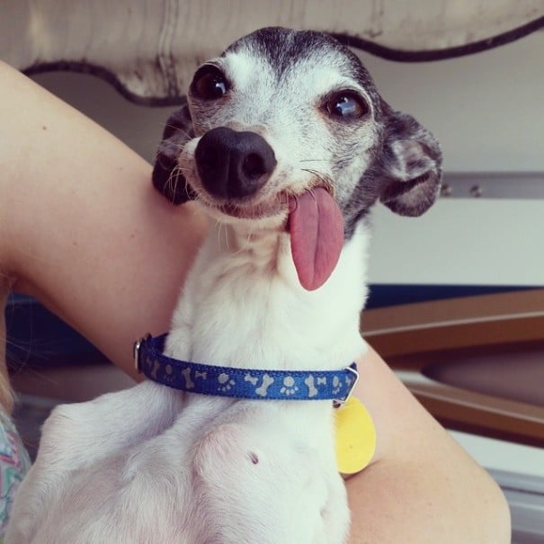 perro galgo con la lengua afuera abrazado