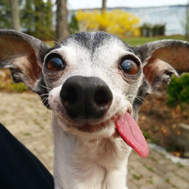 perro galgo con la lengua afuera