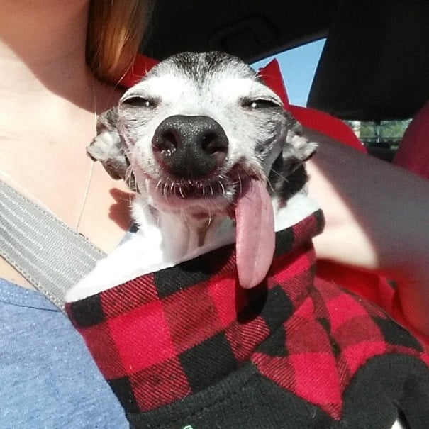 perro galgo con la lengua afuera con traje rojo