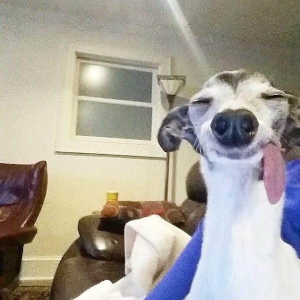 perro galgo con la lengua afuera dentro de una a