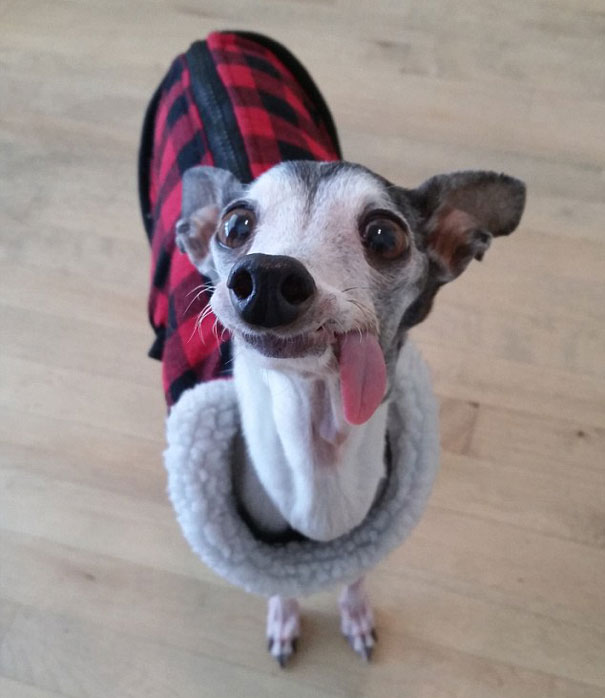 perro galgo con la lengua afuera parado viendo