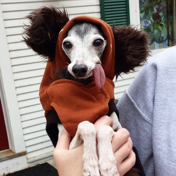 perro galgo con la lengua afuera vestido de ewok