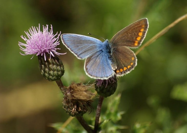 mariposa con mutaciones de colores