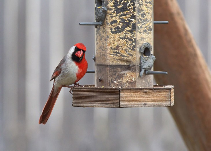 cardenal con mutaciones de colores