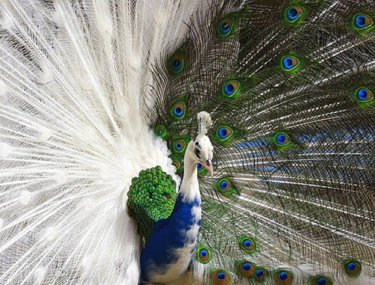 pavo real con mutaciones de colores