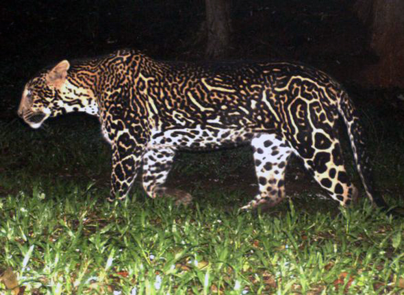 leopardo con mutaciones