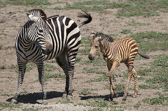 zebra con mutaciones