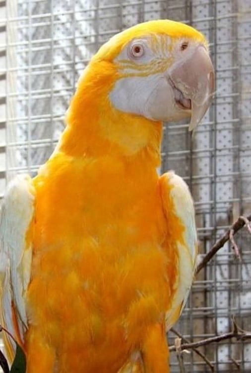 guacamayo con mutaciones