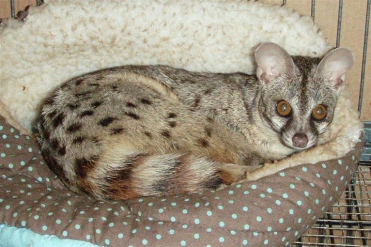  gato almizclero acostado en una cama