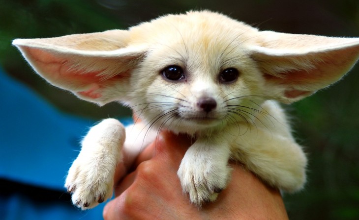 zorro fennec en las manos de una persona