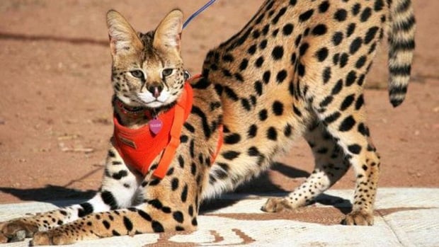 serval con correa roja en el cuello