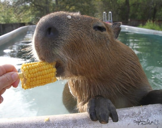 capibara en la piscina comiendo maiz