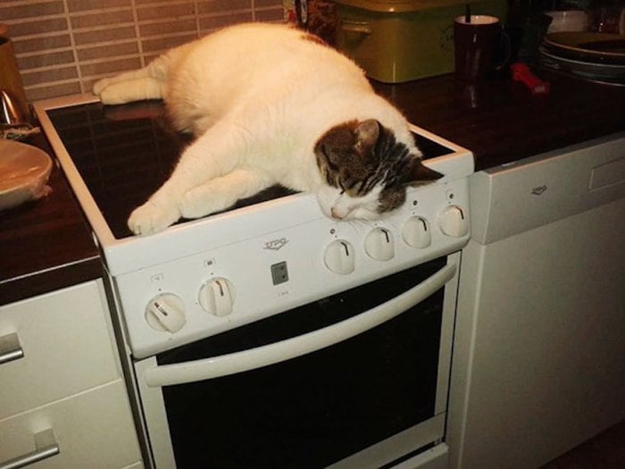 gato en la cocina durmiendo