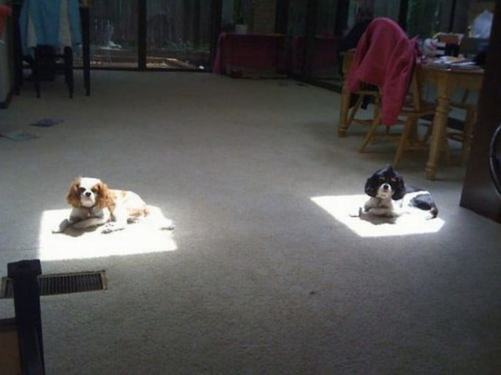 dos perros durmiendo en la sal con el sol