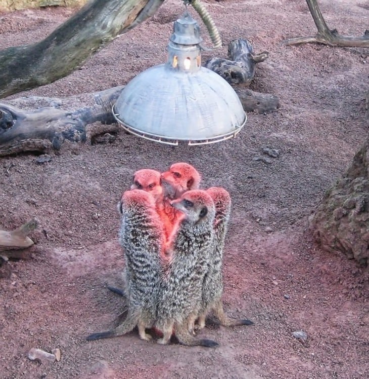 zuricatas debajo de lampara de calor