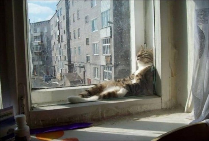 gato sentado en la ventana 