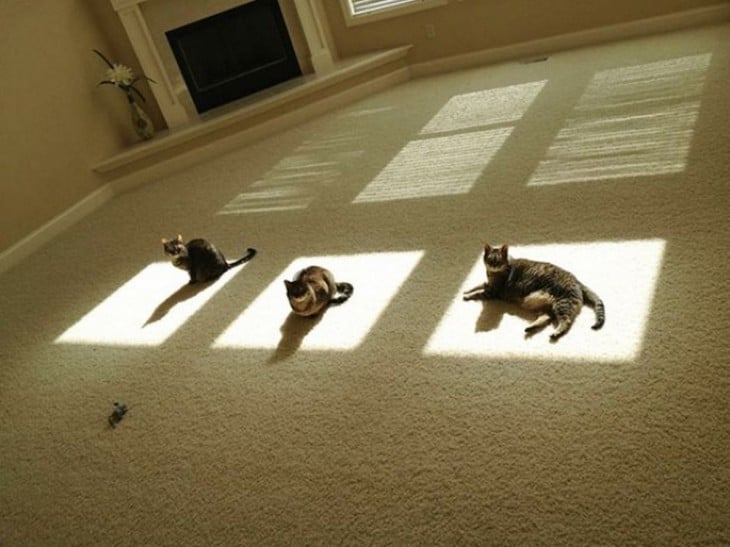 gatos tomando sol en la sala