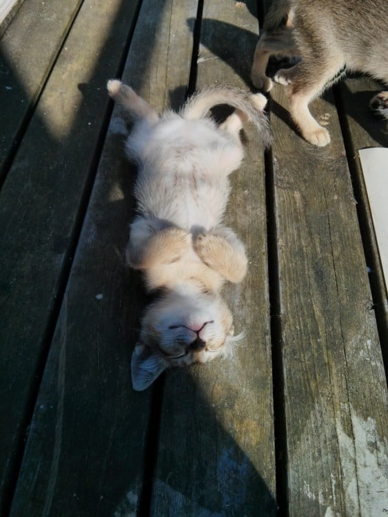 gato panza para arriba tomando sol