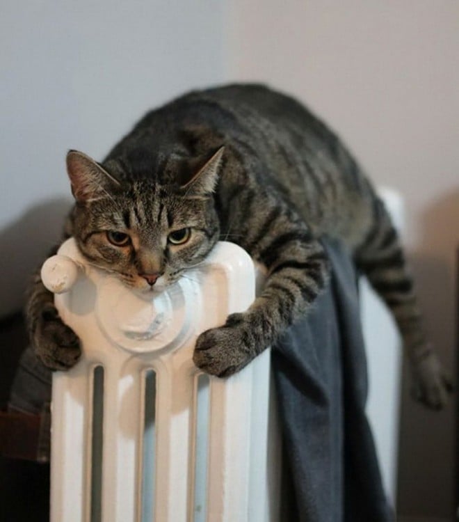 gato durmiendo arriba de la estufa