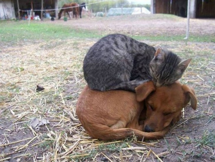 gato durmiendo arriba del perro