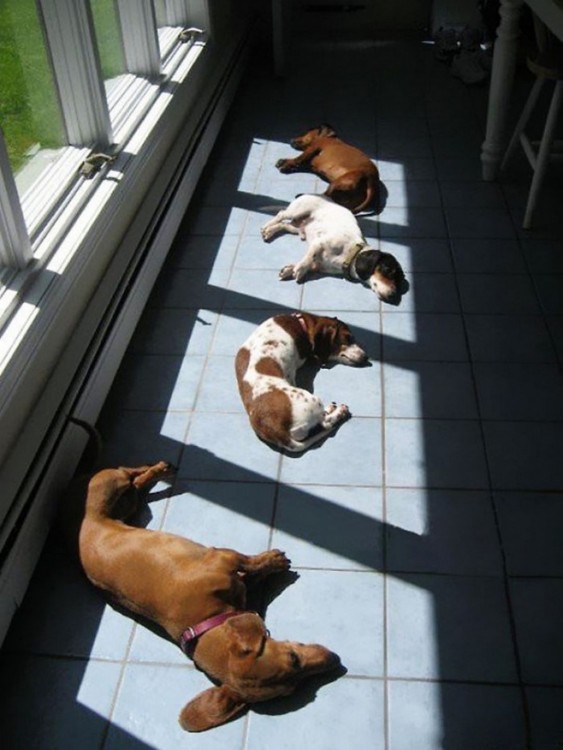 4 perros acostados en la sala con el sol