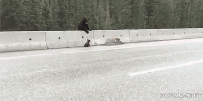 osos negros cruzando la autopista