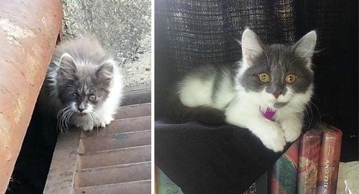 antes y despues de un gato rescatado