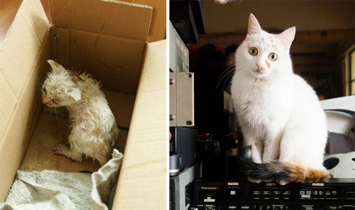 antes y despues de un gato rescatado