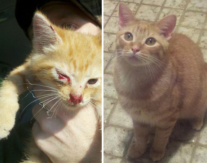 antes y despues de un gato rescatado