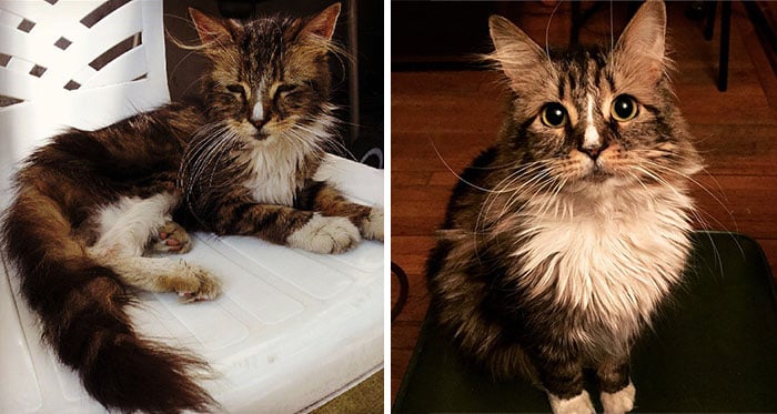 antes y despues de un gato rescatado