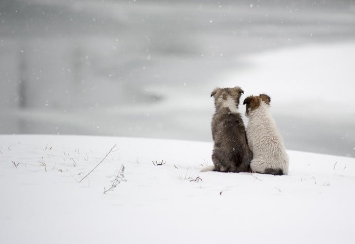 Perros sentados en la nieve mirando el horizonte