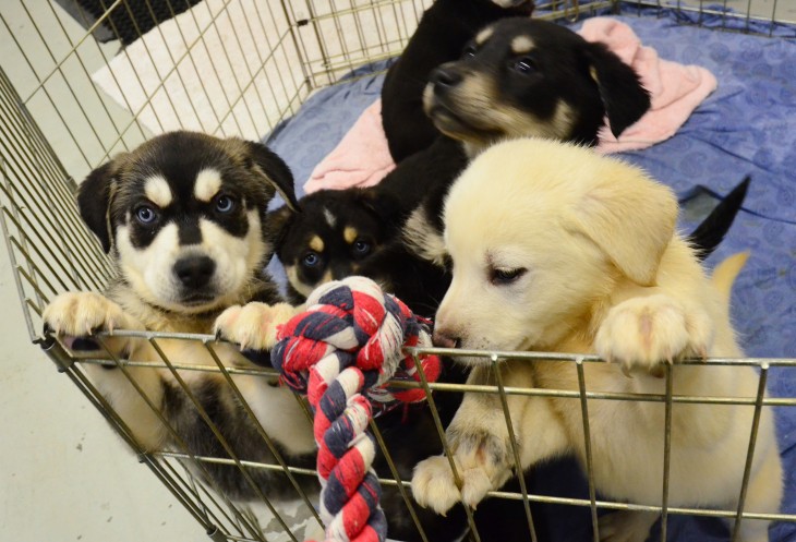 grupo de cachorros en un carrito de supermercado