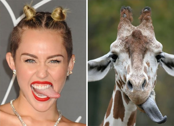 miley cyrus y jirafa