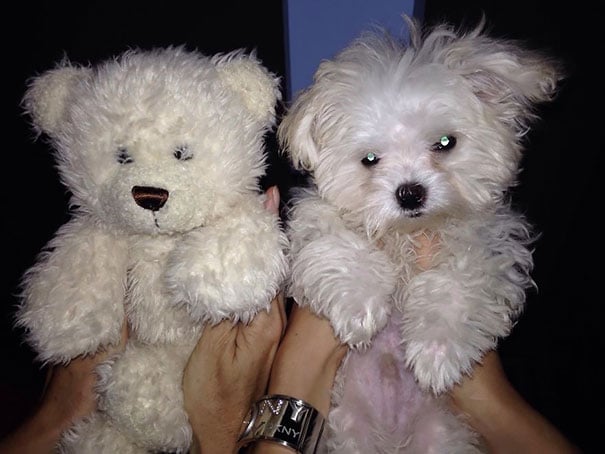 perrito blando y oso de peluche