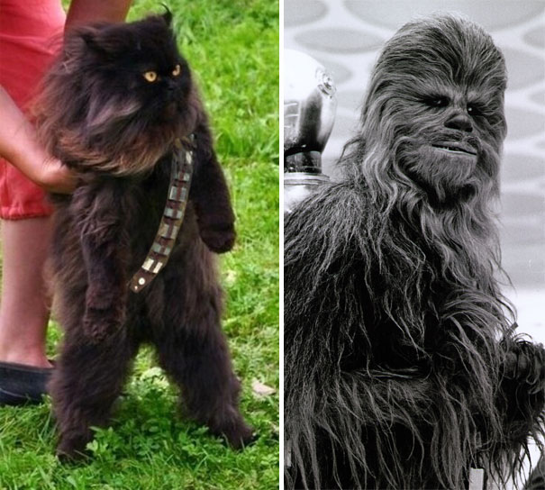 mewbacca y gato