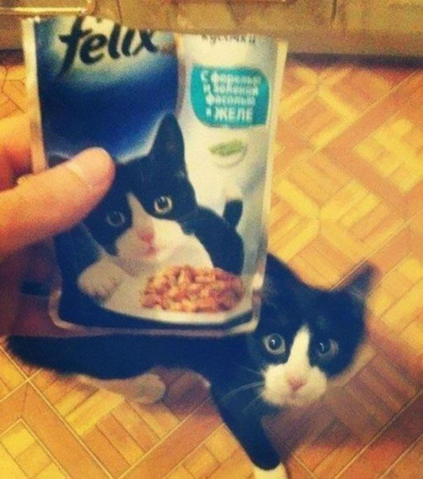 Comida de gato y gato negro con blanco