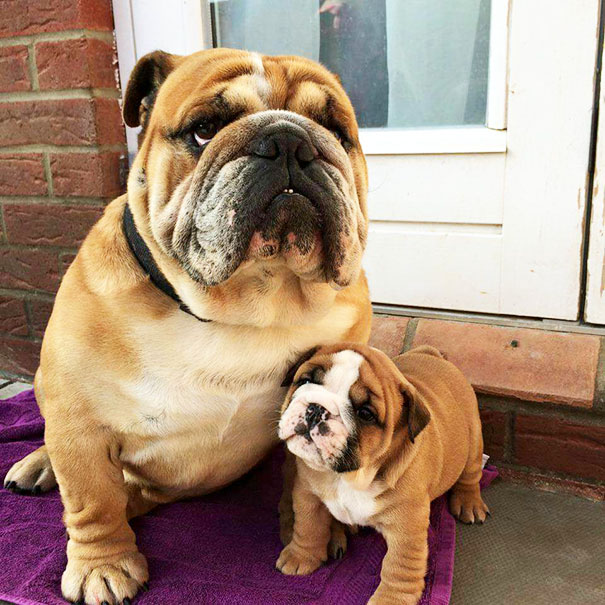 padre  bulldog con  hijo en la puerta