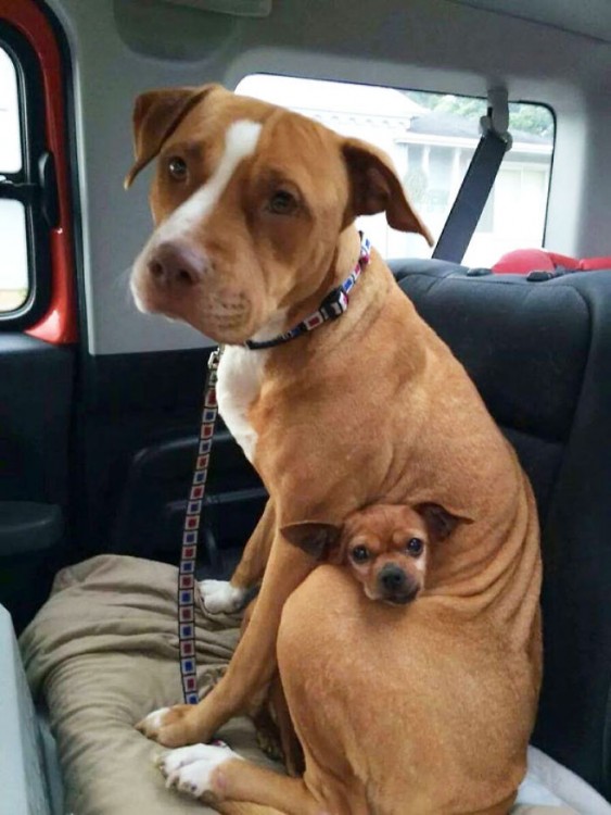 pitbull y un  chihuahua sentados en un carro