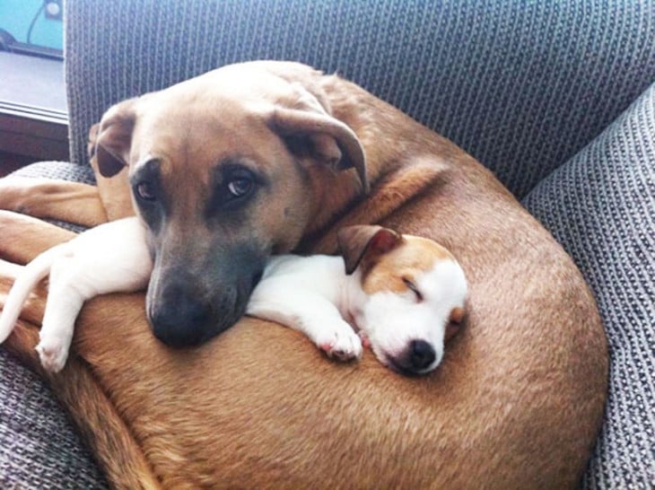 perro mas grande abraza y duerme a un cachorrito