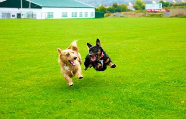 perros corriendo en parque 