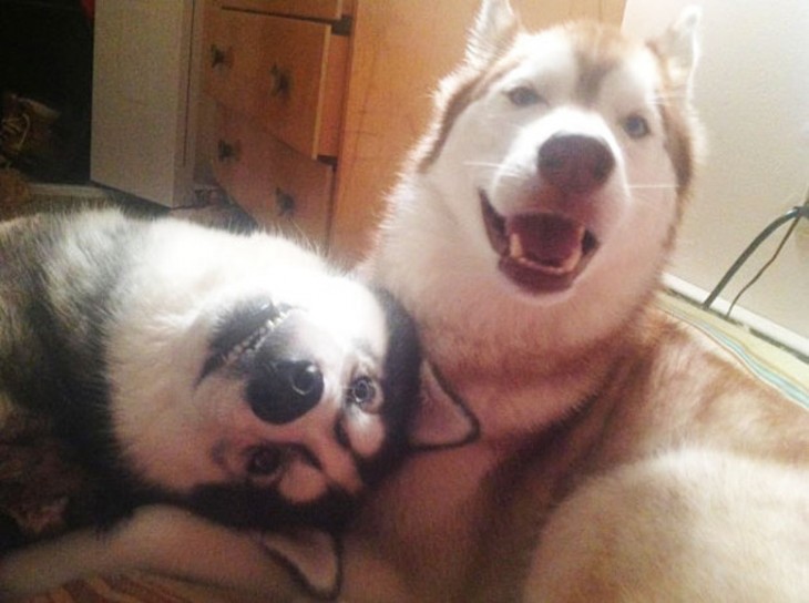 dos husky  con caras chistosas