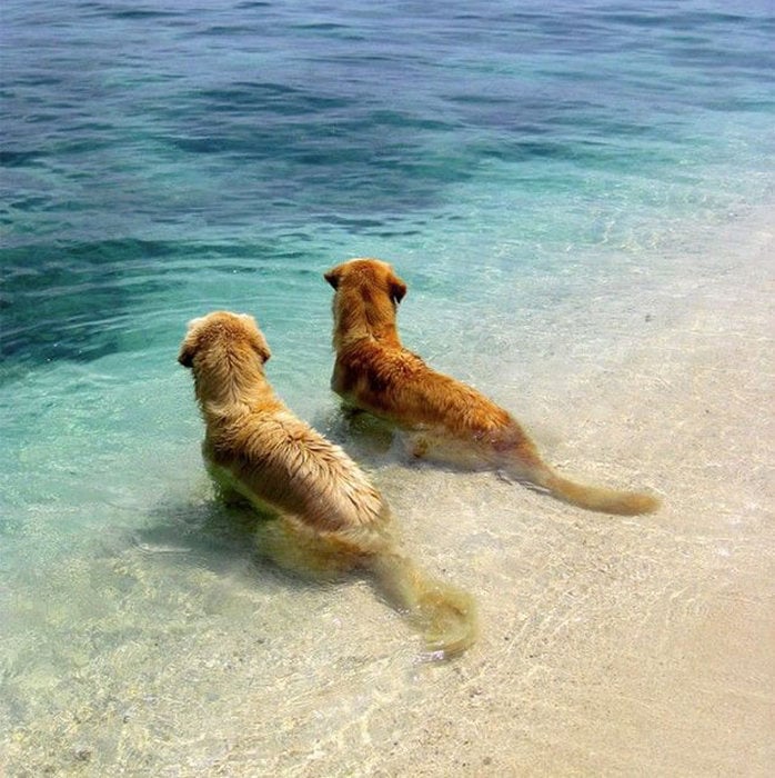 Perros mirando el mar 